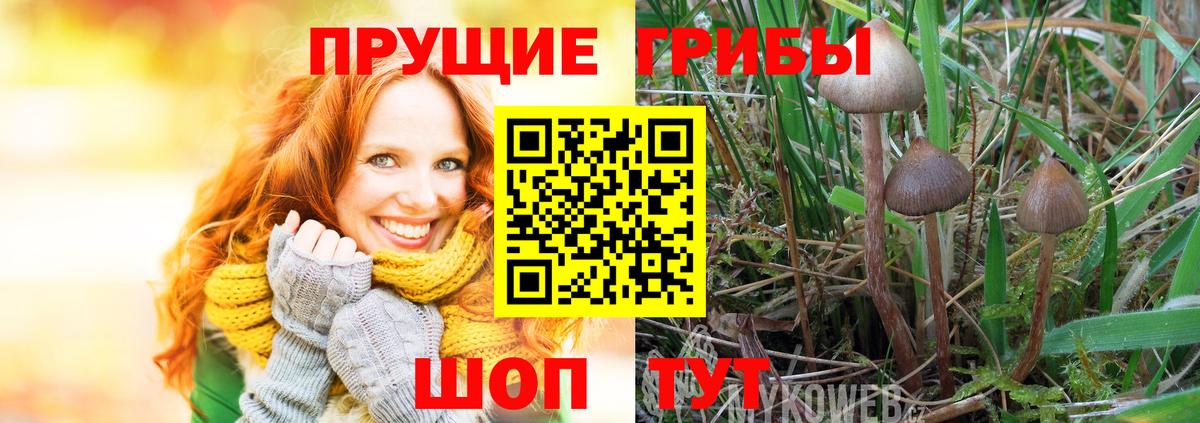 Елизово  Псилоцибиновые грибы мицелий  Вход с VPN  Псилоцибиновые грибы Cubensis 